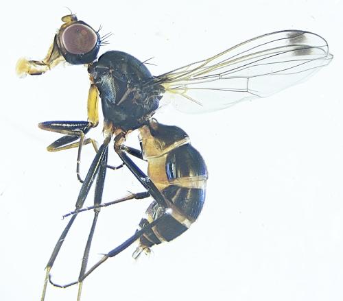 Sepsis sp.